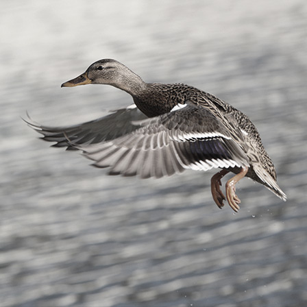 Acme Nightingale Call Bird Whistle